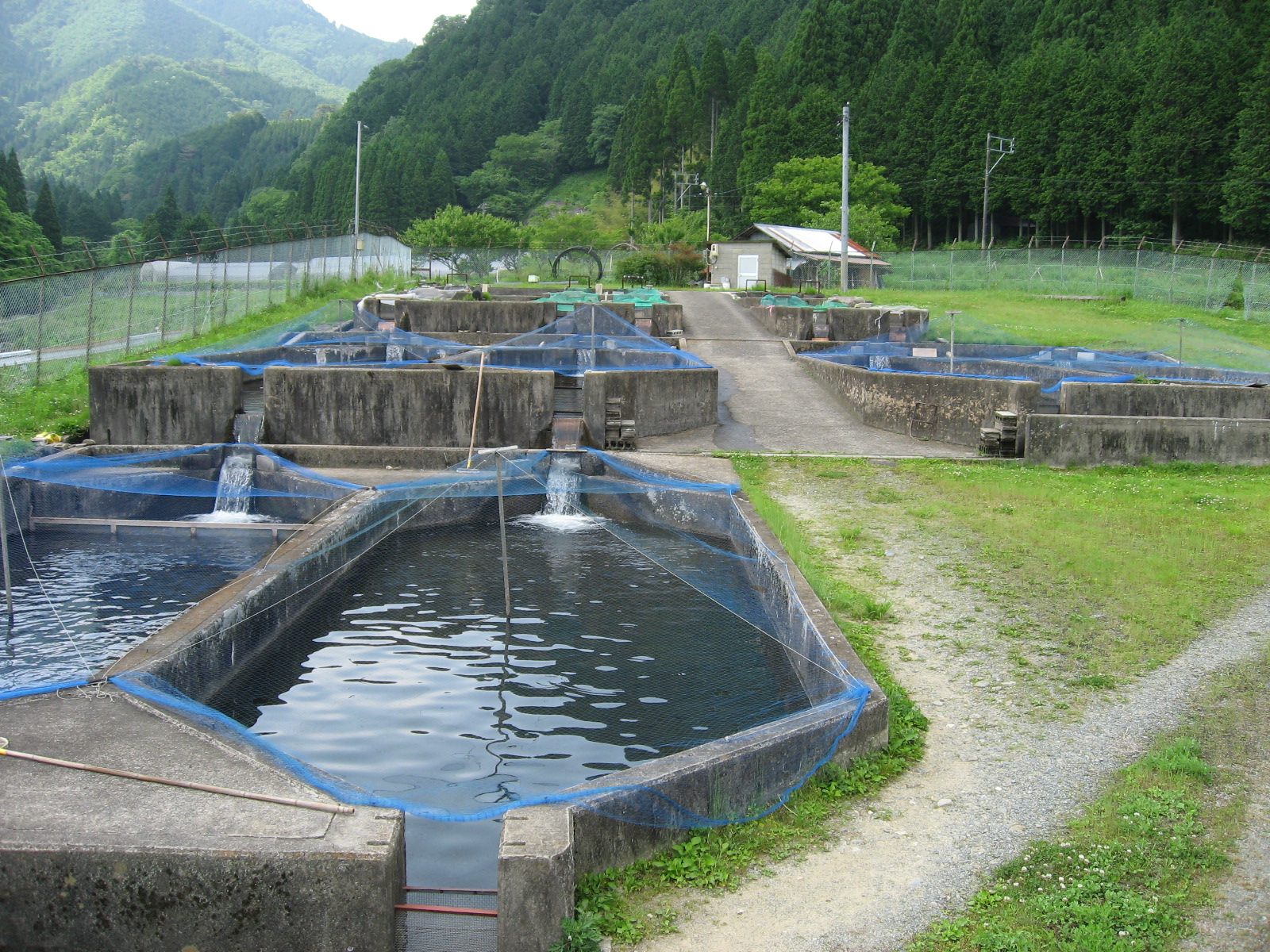 淡水魚養殖施設